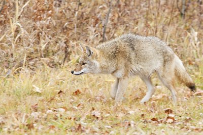 coyote 102410IMG_4289