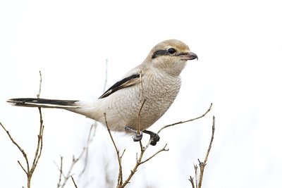 northern shrike 101810_MG_3441
