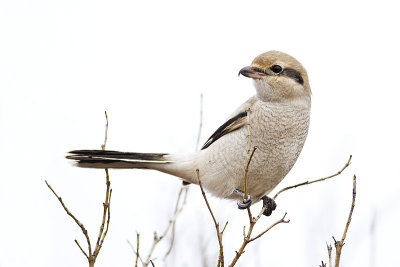 northern shrike 101810_MG_3450