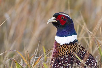 ring-necked pheasant 101410_MG_1671