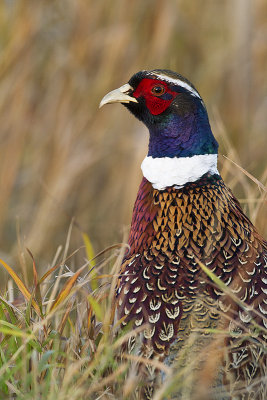 ring-necked pheasant 101410_MG_1728