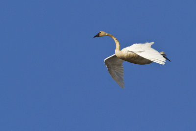 tundra swan 101710_MG_2318