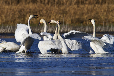 tundra swans 101710_MG_2607