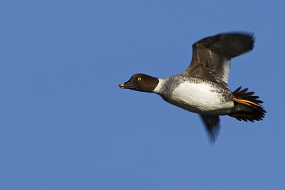 common goldeneye 103010_MG_3934