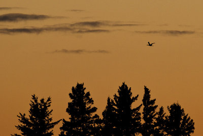 loon 103110_MG_5395