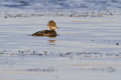 hooded merganser 110710_MG_5747