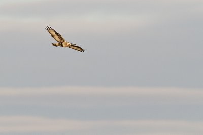 rough-legged hawk 111310_MG_5953