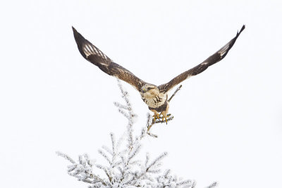 rough-legged hawk 112110_MG_6475