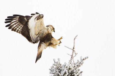 rough-legged hawk 112110_MG_6566