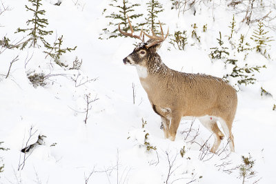 white-tailed deer 112810_MG_8085