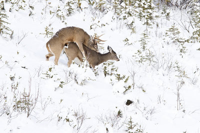 white-tailed deer 112810IMG_4884