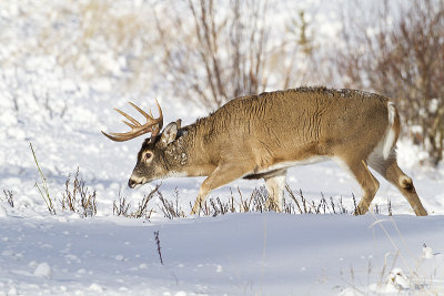 white-tailed deer 112810_MG_8172