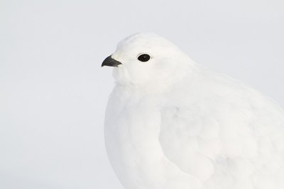 white-tailed ptarmigan 112810_MG_7838