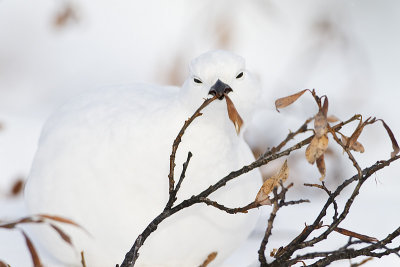 white-tailed ptarmigan 112810_MG_7897