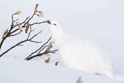 white-tailed ptarmigan 112810_MG_7931