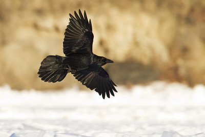 common raven 120410_MG_8611