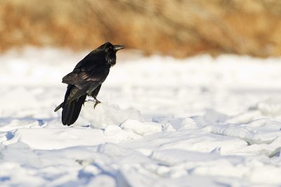 common raven 120410_MG_8640