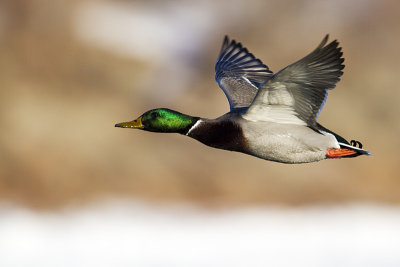 mallard 120410_MG_8468