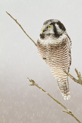 northern hawk owl 121210_MG_9720