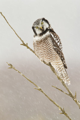 northern hawk owl 121210_MG_9773