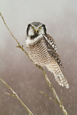 northern hawk owl 121210_MG_9806