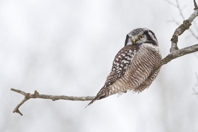 northern hawk owl 121210_MG_9880