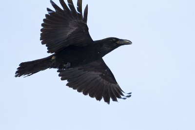 common raven 122410_MG_9997