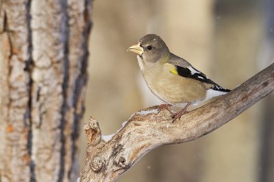 evening grosbeak 122810_MG_0457