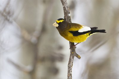 evening grosbeak 122810_MG_0521