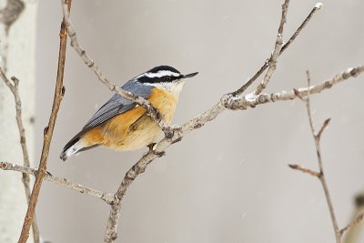 red-breasted nuthatch 122810_MG_0327