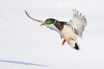 mallard 010311_MG_1097