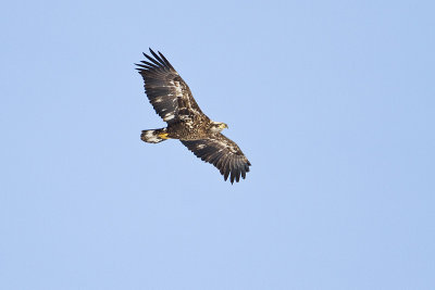 bald eagle 010311_MG_1107