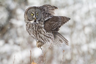 great gray owl 011511_MG_1687