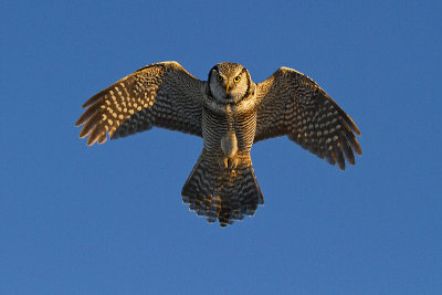 northern hawk owl 012311IMG_5435
