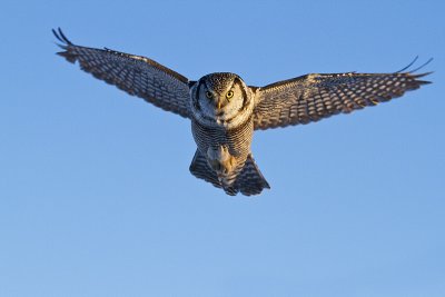 northern hawk owl 012311IMG_5454
