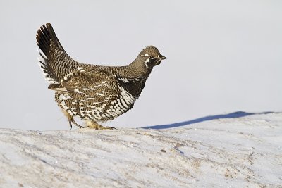 spruce grouse 012911_MG_2105