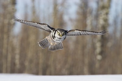 northern hawk owl 013011IMG_5659