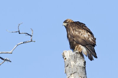 golden eagle 013011_MG_2761
