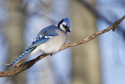 blue jay 020611_MG_3776