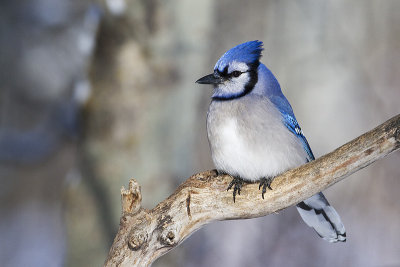 blue jay 020611_MG_3801