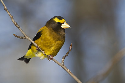 evening grosbeak 020611_MG_3490
