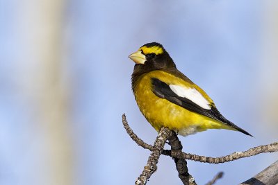 evening grosbeak 020611_MG_3507