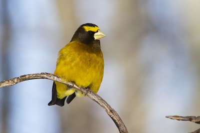 evening grosbeak 020611_MG_3549