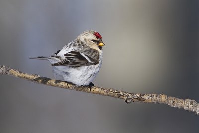 hoary redpoll 020611_MG_3662