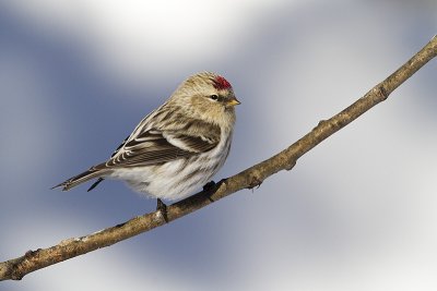 hoary redpoll 020611_MG_3922