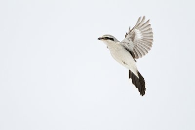 northern shrike 020911_MG_4138