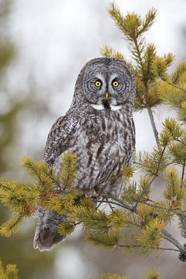 great gray owl 020911_MG_4174