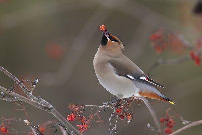 bohemian waxwing 021111_MG_4374