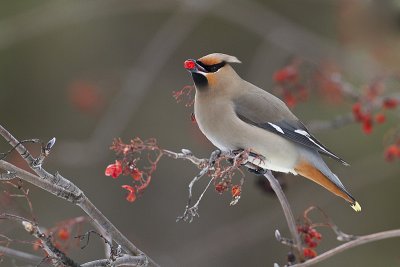 bohemian waxwing 021111_MG_4498
