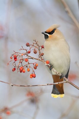 bohemian waxwing 021111_MG_4836
